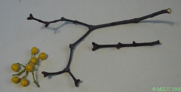 <p><em>Loranthus europaeus</em></p>