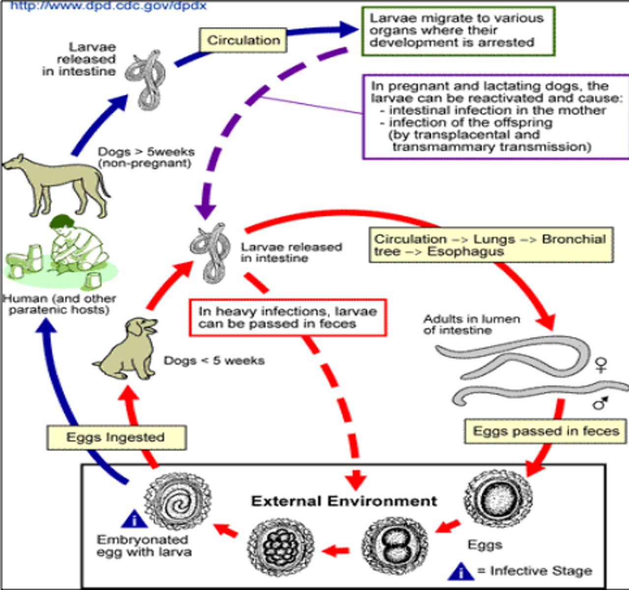 knowt flashcard image