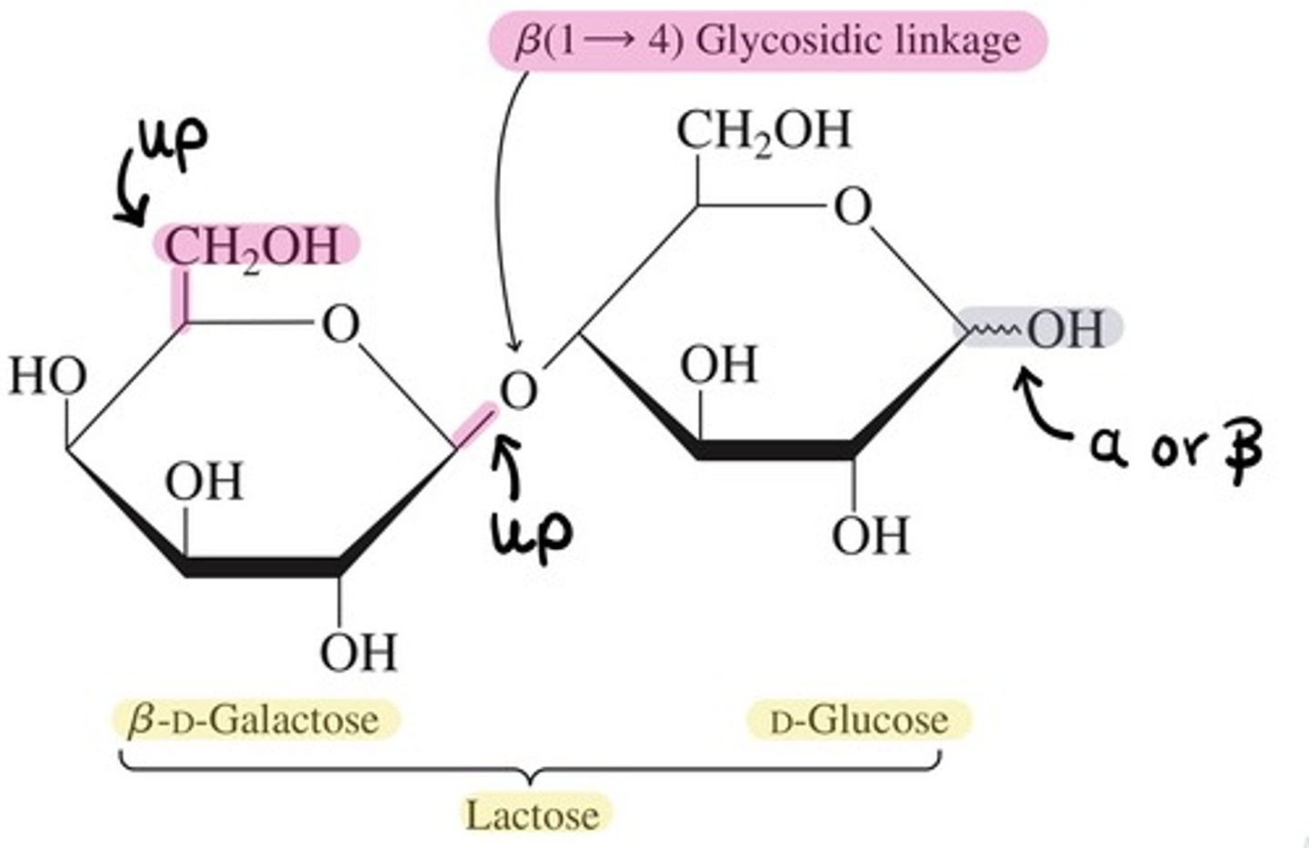 <p>- A disaccharide, also know as milk sugar.</p><p>- Composed of:</p><p>~ Beta D-Galactose + Alpha D-Glucose</p><p>~ Beta D-Galactose + Beta D-Glucose</p><p>- Glycosidic Linkage: Beta (1->4)</p>
