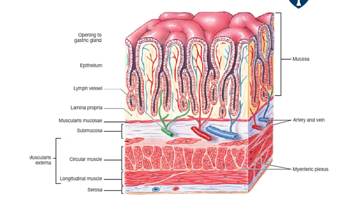 <p>where is the ICCs?</p>
