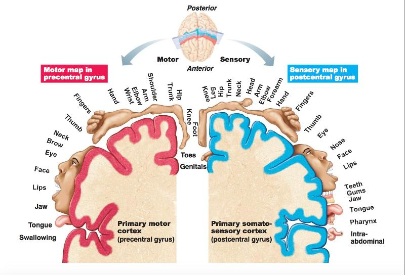 <p>This unique and elegant arrangement of body parts in the cortex is called _____ . </p>