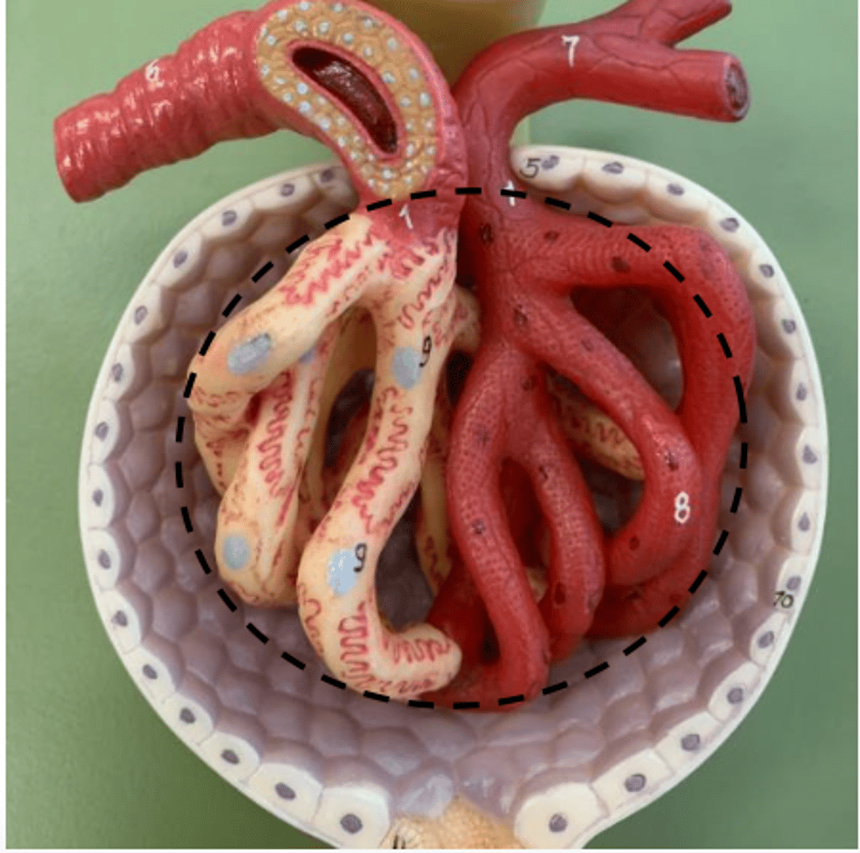 <p>inside bowmans capsuls</p>