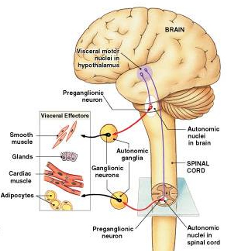 <p>Which nervous system:</p><ul><li><p>Routine homeostatic adjustments made from subconscious mind</p></li></ul><p></p>