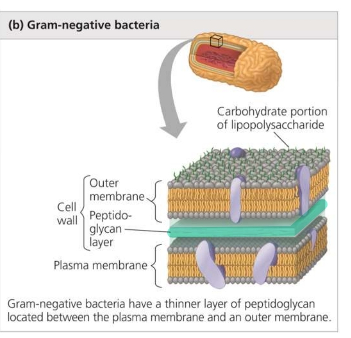<p>Gram-negative</p>