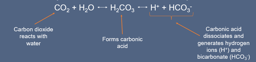 Carbon dioxide: large amount of carbon dioxide (CO2) is formed by cellular metabolism within the body.

Inorganic acids: hydrogen produced by normal metabolism of protein.