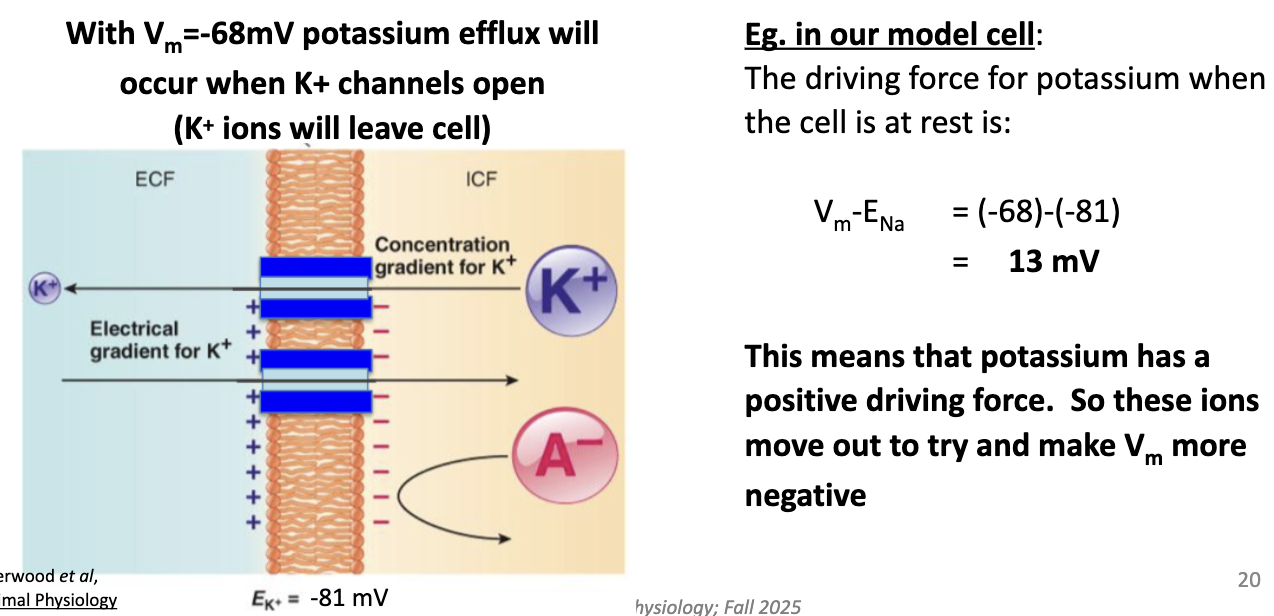 <ul><li><p>Vm − Eion &gt; 0 → positive ion moves <strong>out of cell</strong></p></li><li><p>Example: Vm = −68 mV, EK = −81 mV</p><ul><li><p>Vm − Eion = (-68) - (-81)</p></li><li><p>Driving force = +13 mV → K+ moves <strong>out</strong> to hyperpolarize cell</p></li></ul></li></ul><p></p>