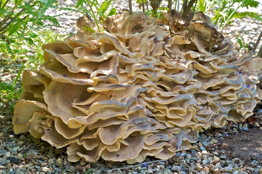 <p>What fungus is this? (Common name)</p>