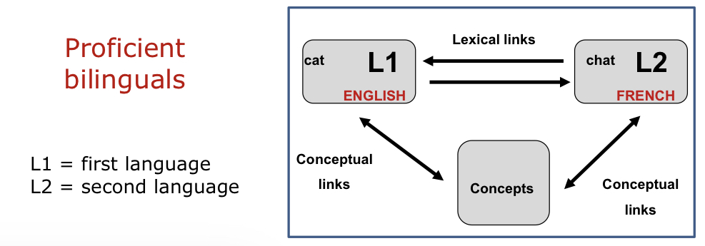 * Strong links between L2 and L1 (both ways)
  * Also L2 and concept