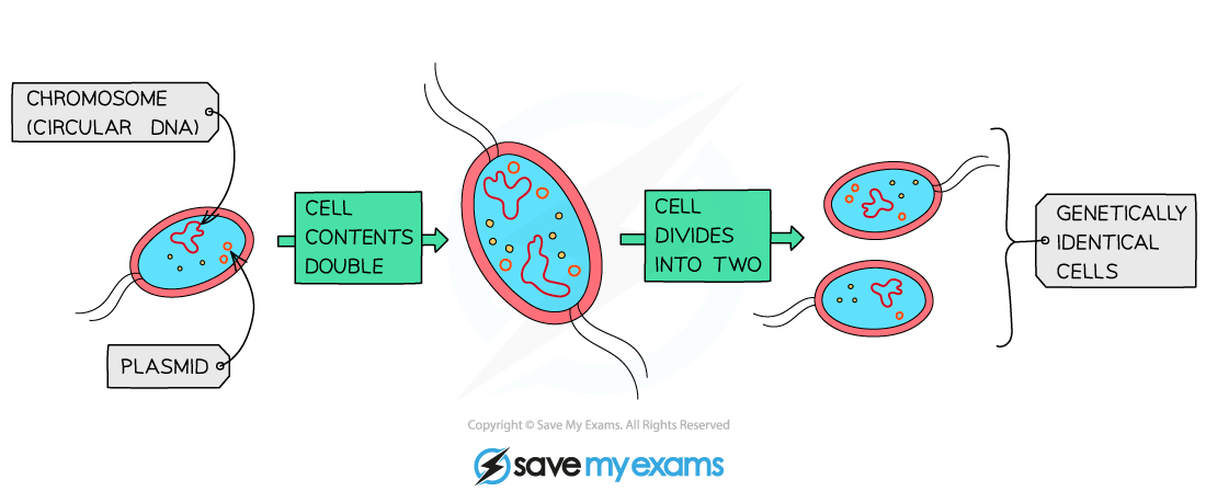 <ul><li><p>cell elongates and DNA is replicated (circular and plasmids)</p></li><li><p>cell wall and plasma membrane constrict </p></li><li><p>cytoplasm divides between 2 daughter cells </p></li><li><p>cell wall and membrane close around 2 daughter cells forming 2 new cells</p></li><li><p>cells can divide up to every 20 mins</p></li></ul><p></p>