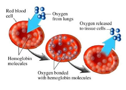 <ul><li><p>For example, red blood cells lose their nuclei and other cell parts during the specialization process to accommodate more hemoglobin to carry more oxygen!</p><ul><li><p>(NO DNA)</p></li></ul></li></ul><p></p>
