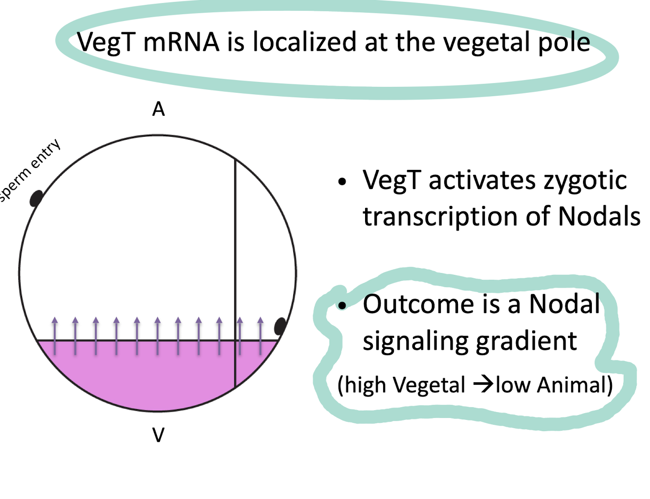 <p>vegetal pole</p>
