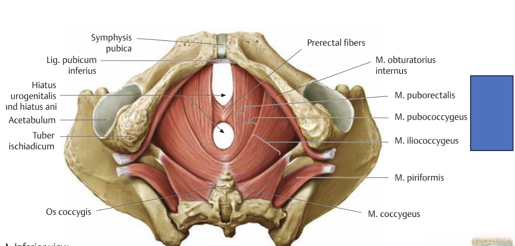 <p>m. levator ani</p>