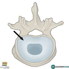 <p>name this bone or bone marking</p>