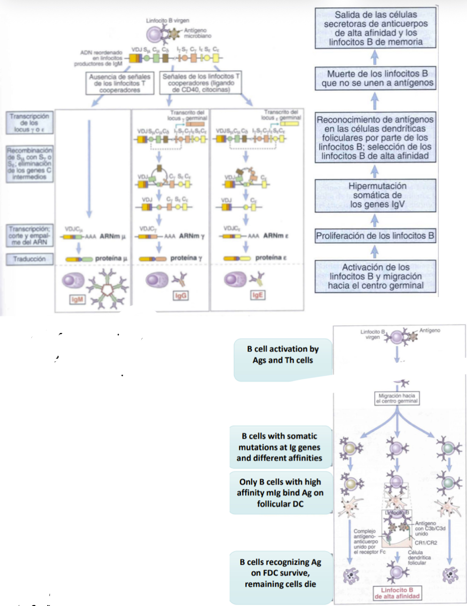 <p>Each time a B cell multiplies it undergoes signalling and so mutations, eahc egenration the B cells get more or less or the same affinity… eventuallythe B cells with the most affinity to antigens are selected for and the rest die. Follicular dendritic cells aid in this as they present teh antigens that will help the seection of these B cells. The B cells slected for wll continue to become memory cells. </p>
