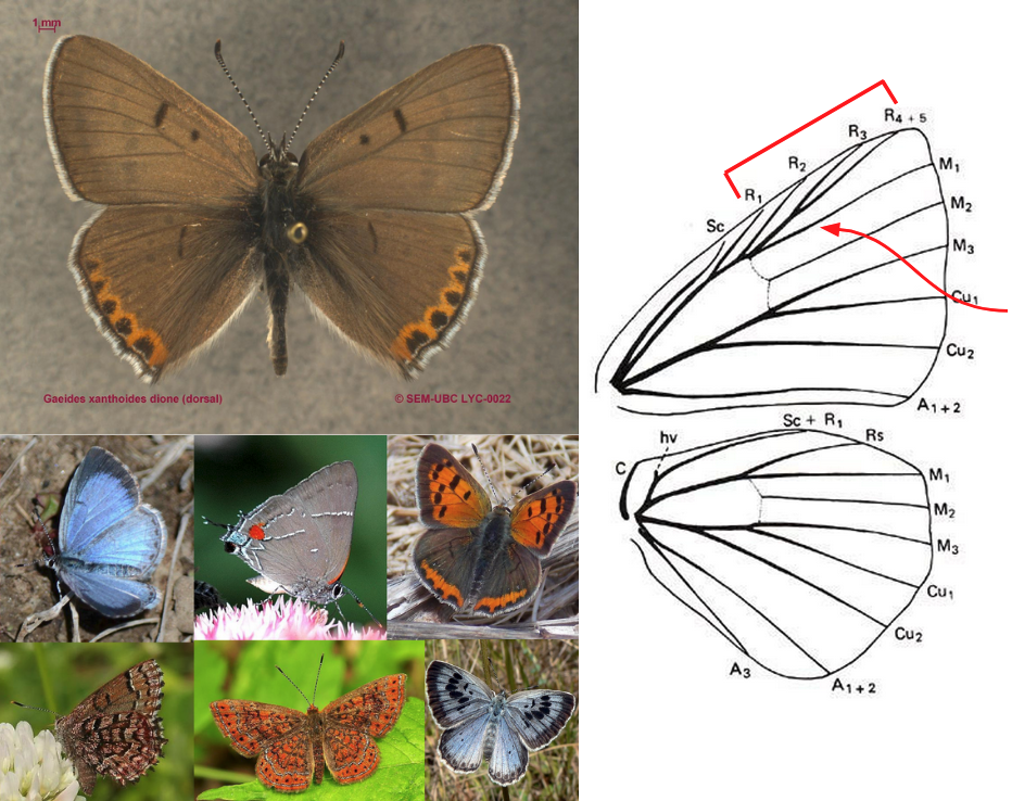 <ul><li><p>Front legs of males usually reduced</p></li><li><p>FW with R 3- or 4-branched</p></li><li><p><strong><em>M<sub>1</sub> usually not stalked </em></strong>with a branch of R in FW</p></li><li><p>HW with 2 anal veins, occasionally with very tiny hair-like tail</p></li><li><p>Size small, very delicate, often brightly colored but not usually with or yellow</p></li><li><p><strong><em>Tarsal claws simple, not bifurcate</em></strong></p></li><li><p>Eyes and antennae contiguous</p></li><li><p><strong><em>Eyes usually notched</em></strong> around antennal base</p></li></ul><p></p>