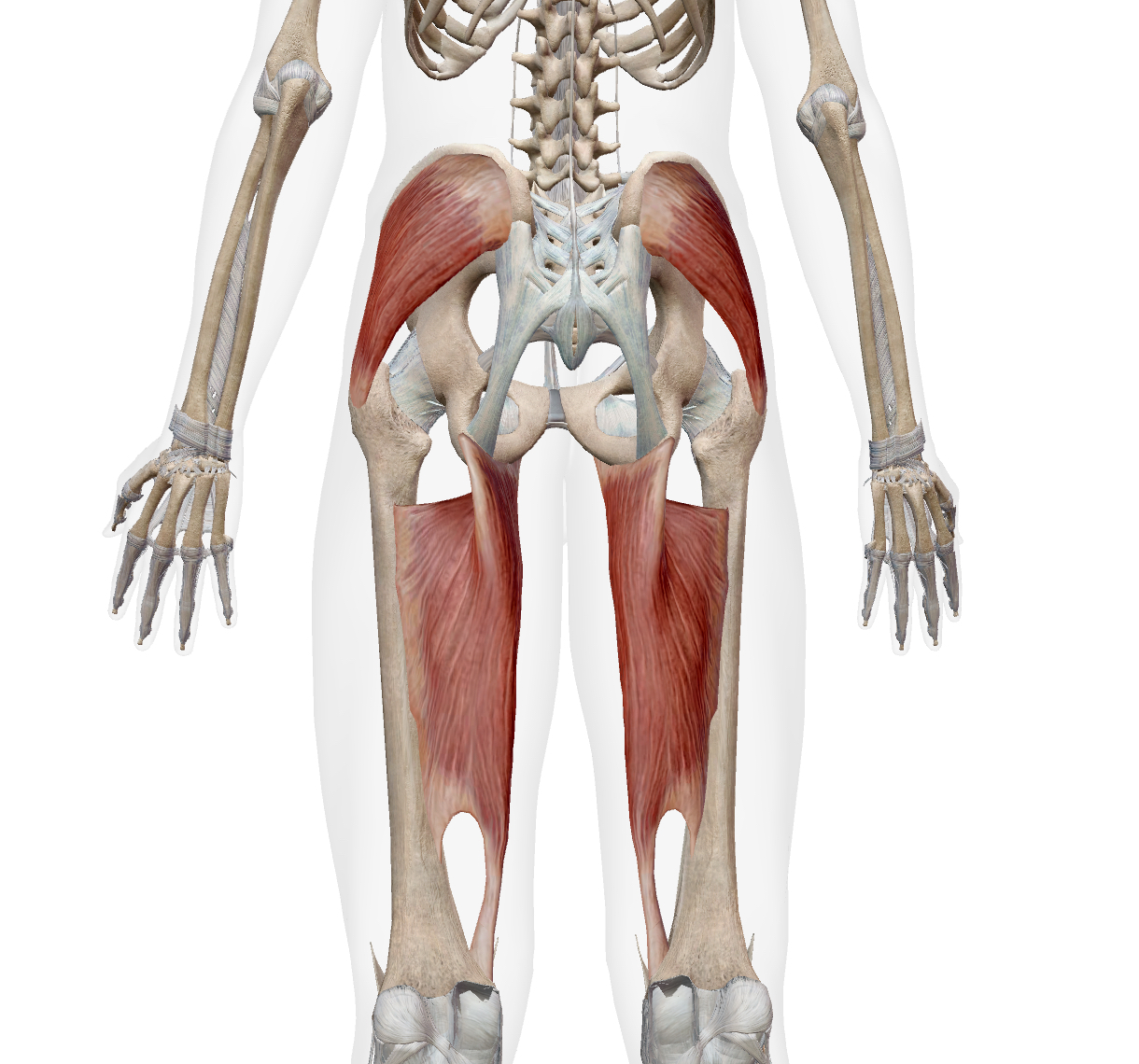 <ul><li><p>gluteus medius (middle and posterior fibers)</p></li><li><p>adductor magnus (anterior head)</p></li></ul><p></p>