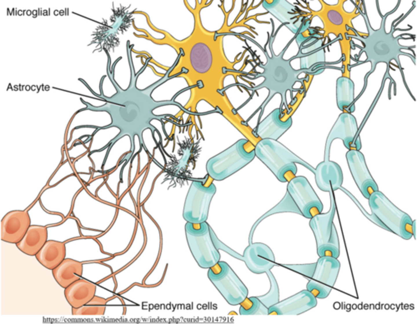 <p>cerebrospinal fluid</p>