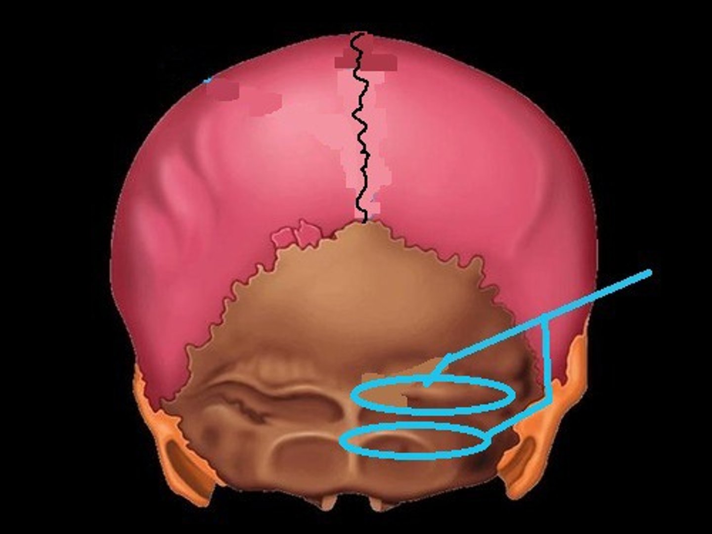 <p>4 curved lines on the external surface of occipital bone</p>