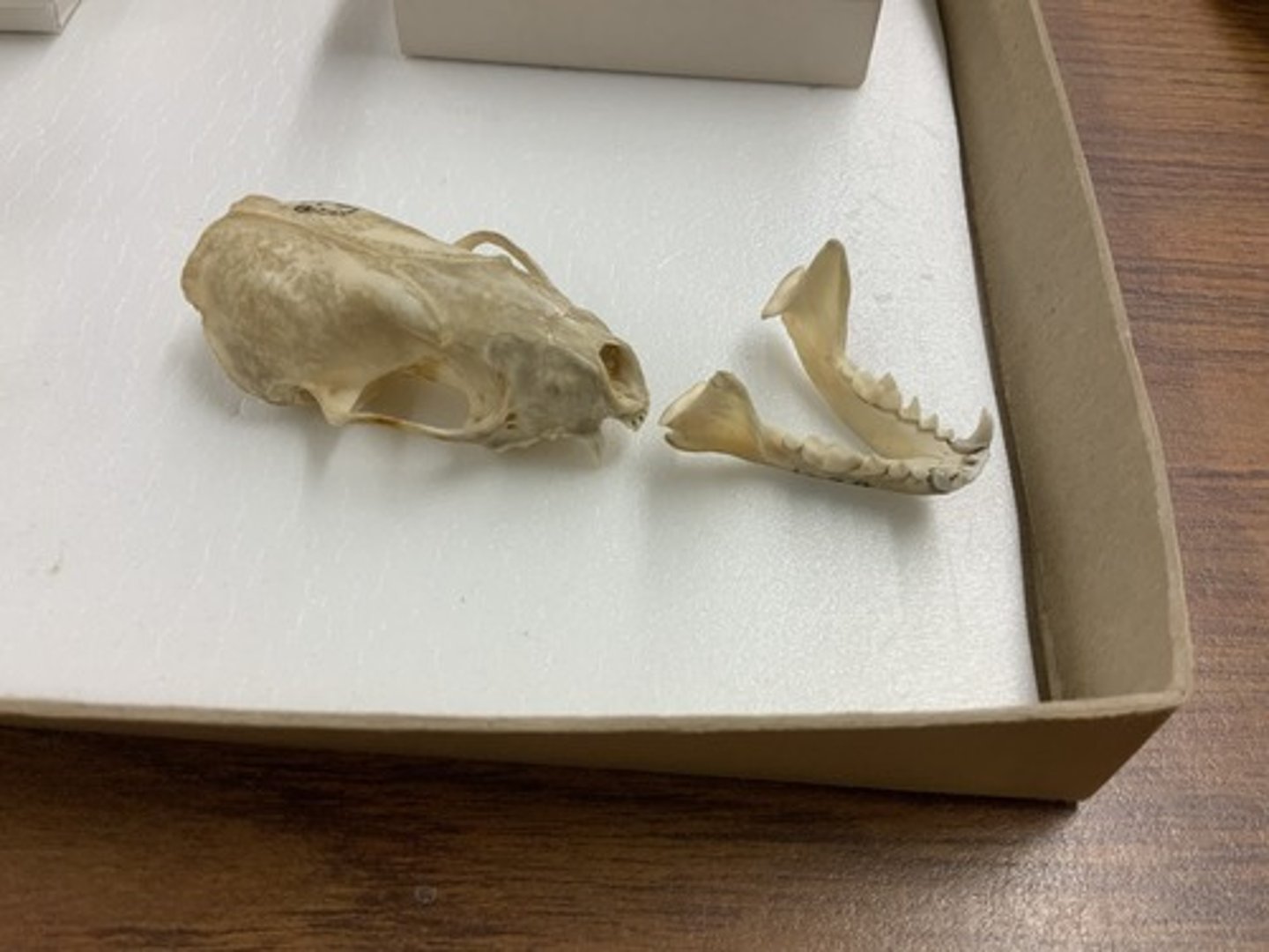 <p>Genus, species</p><p>-no mastoid protrusions</p>