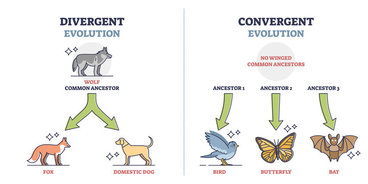 <p>2 species that are not closely related but develop similar traits because they have similar environmental pressures</p>