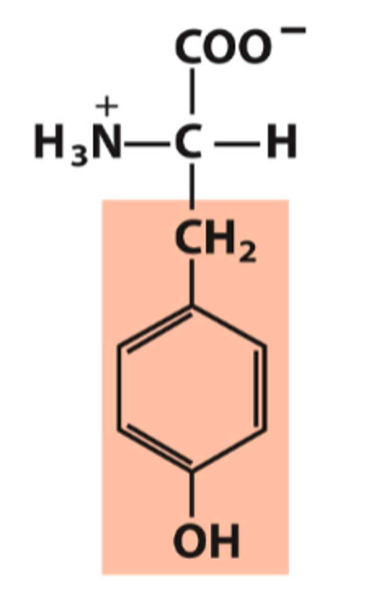 <p>What amino acid is this?</p>
