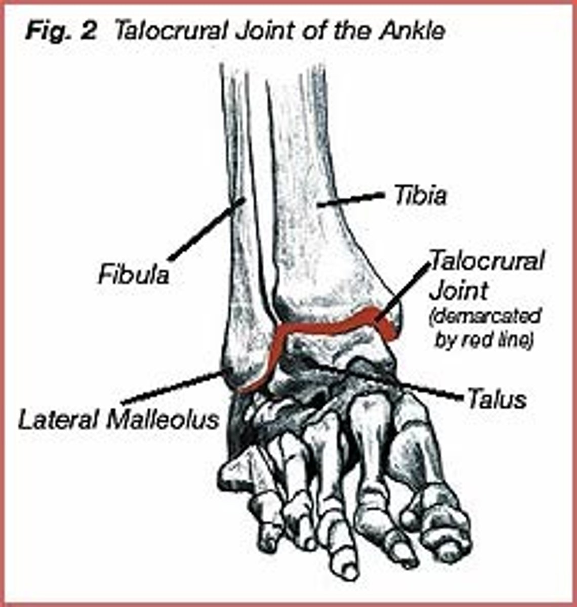 <p>Tibia</p><p>Fibula</p><p>Talus</p>