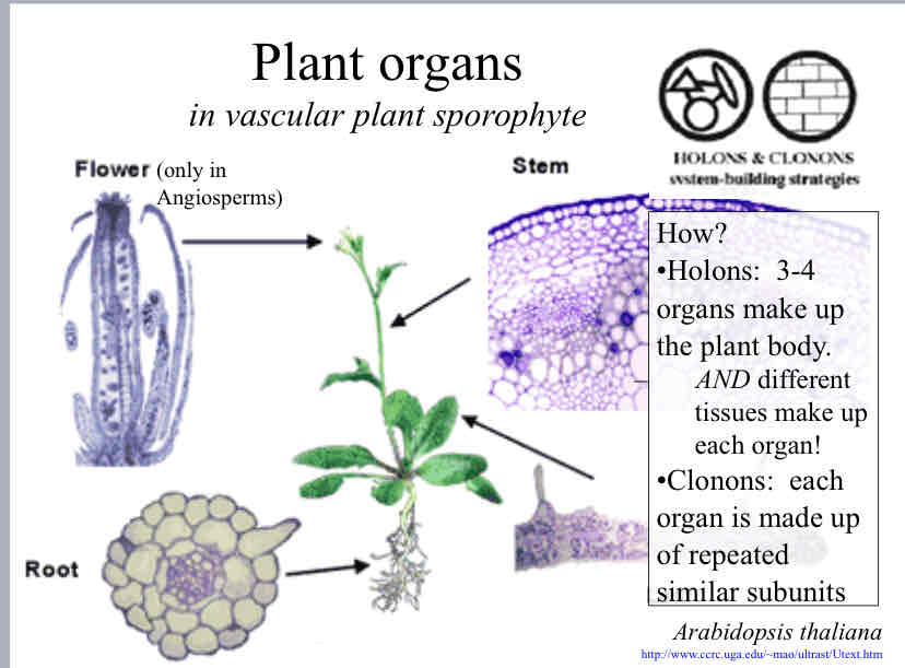 <p>Plant Organs</p>