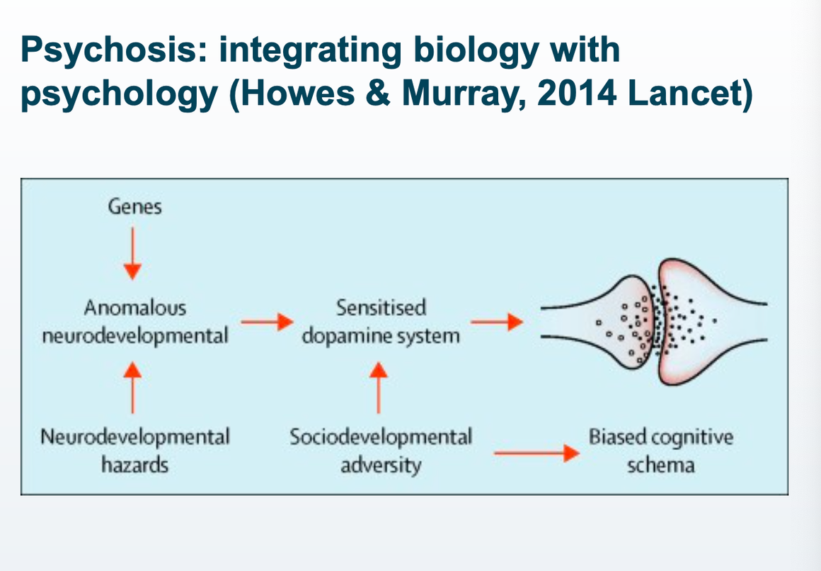 <ul><li><p>combined genetic vulnerability and developmental trauma leads to sensitisation to dopamine system → dopamine responds to both reward AND threat</p></li><li><p>sociodevelopmental adversity on its own leads to biased cognitive schema, but is accelerated via dopamine sensitisation</p></li></ul>