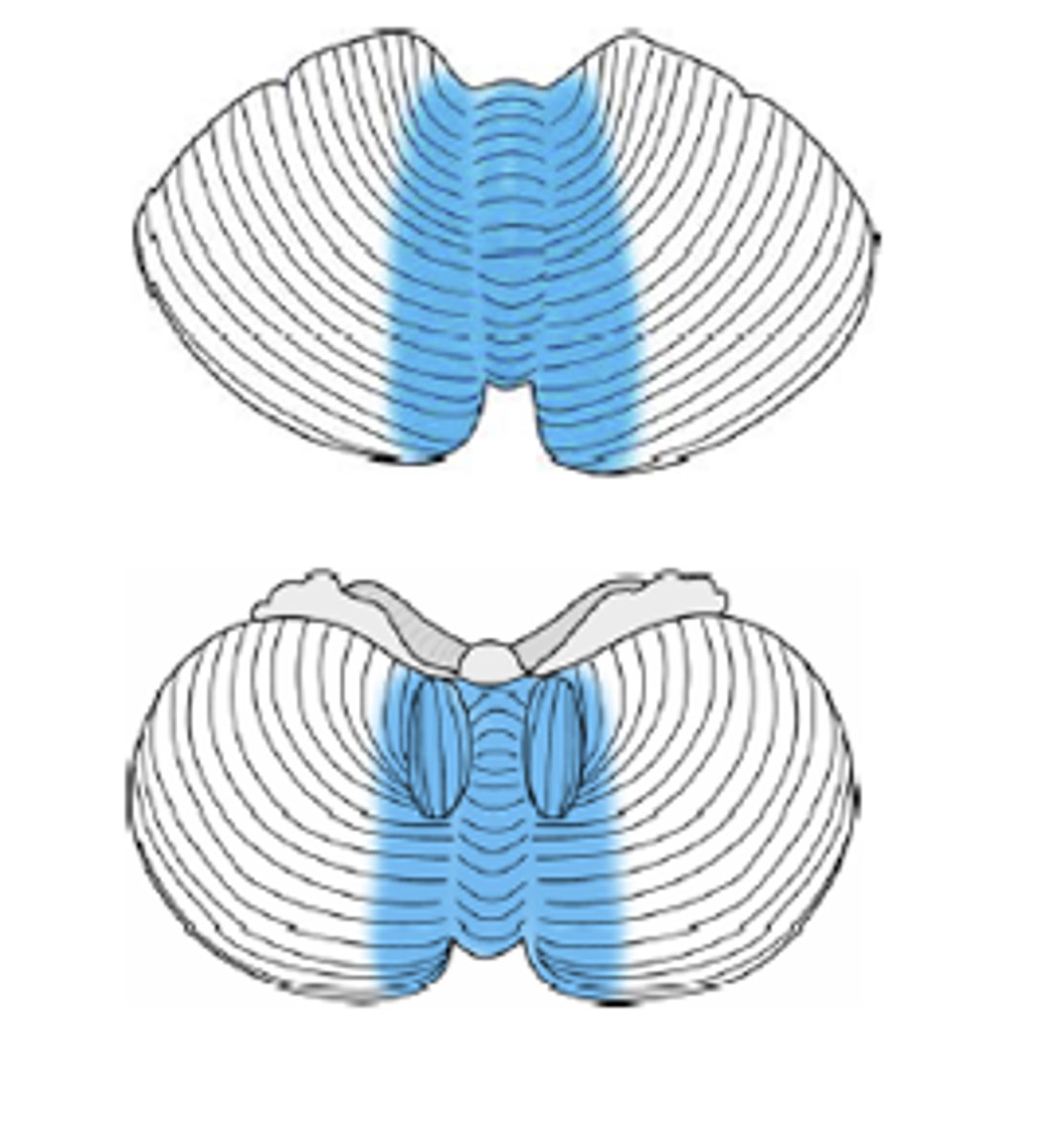 <p>Extensive connection with the spinal cord</p><p>- coordinates gross limb movements</p><p>- functional name for the vermis</p>