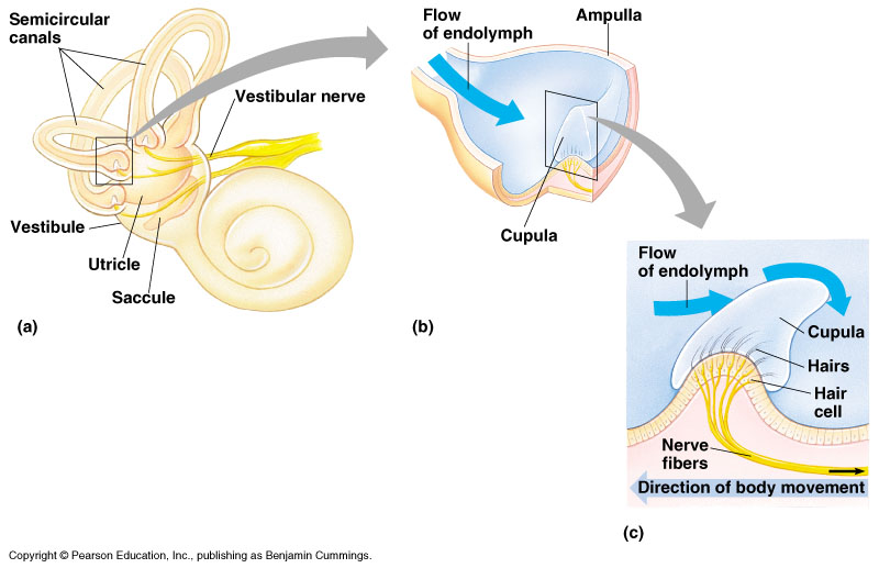 <ul><li><p>Each canal has a endolymph filled membranous tube surround by perilymph</p><ul><li><p>Continuous with other inner ear structures</p></li><li><p>Canals are at right angles (3)</p></li></ul></li><li><p>Near utricle end → widened area called ampulla</p></li><li><p>Contains receptor structure</p><ul><li><p>Crista ampullaris</p><ul><li><p>Cone shaped area of supporting cells and hair cells with processes sticking up into gelatinous structure (cupula)</p><ul><li><p>No otoliths → no weight</p></li><li><p>Functions as a float and moves with endolymph</p></li><li><p>During movement, inertia causes endolymph to lag behind</p></li><li><p>Pulls on cupula and bends hairs → nerve impulse</p></li><li><p>Rotary motion</p></li><li><p>The vestibular system senses rotary motion of the head with the semicircular canals, and linear motion and the position of the head with the vestibule</p></li></ul></li></ul></li></ul></li></ul>