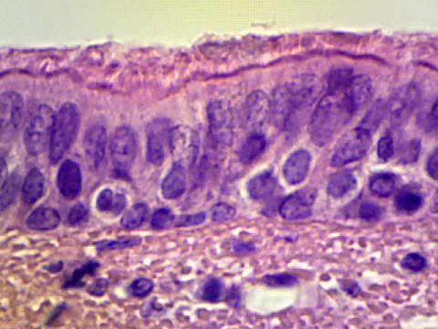 <p>what kind of tissue is this?</p>