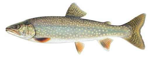 <p>Hybrid of Lake and Brook Trout</p>