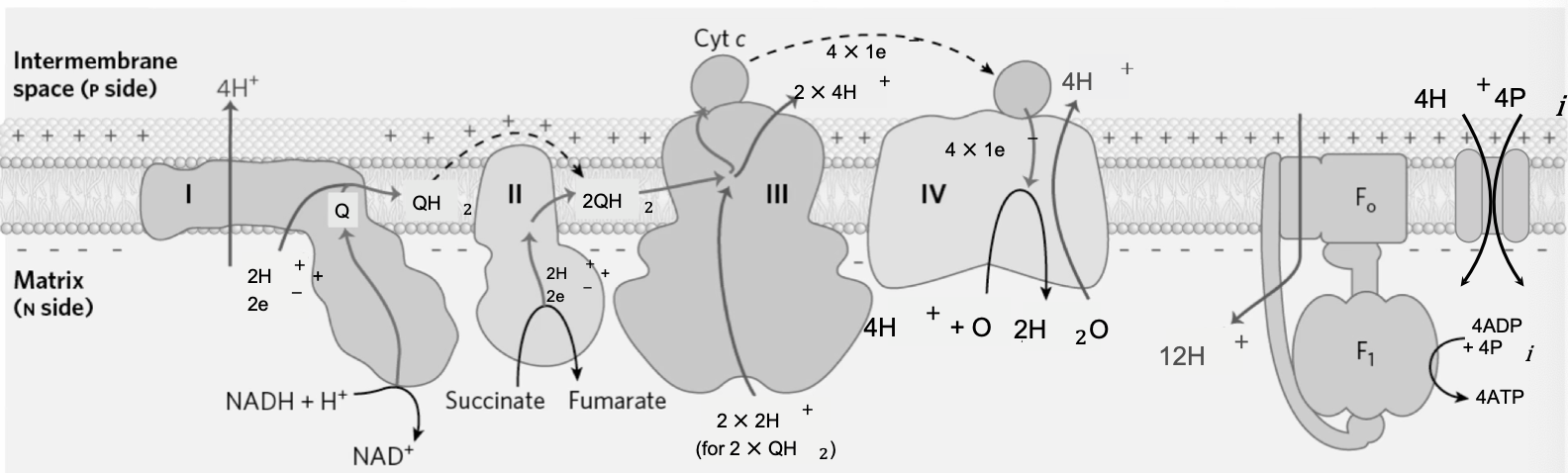 <p><strong>Complex I: </strong>NADH + Q + 5 H+<sub>N</sub> → NAD<sup>+</sup> + QH<sub>2</sub> + 4 H+<sub>P</sub></p><p class="p1"><strong>Complex II (FADH2): </strong>Succinate + Q → Fumarate + QH2</p><p class="p1"><strong>Complex III: </strong>4 cyt <em>c</em>(ox) + 2 QH<sub>2</sub> + 4H<sup>+</sup><sub>N</sub> → 4 cyt <em>c</em>(red) + 2 Q + 8H<sup>+</sup><sub>P</sub></p><p class="p1"><strong>Complex IV: </strong>4 cyt <em>c</em>(red) + O<sub>2</sub> + 8H<sup>+</sup><sub>N</sub> → 4 cyt <em>c</em>(ox) + 2H<sub>2</sub>O + 4H<sup>+</sup><sub>P</sub></p><p class="p1"><strong>ATP Synthase + P<sub>i</sub> Translocase: </strong>4 ADP + 16H<sup>+</sup><sub>P</sub> + 4P<sub>i</sub>(p) → 4ATP + 16H<sup>+</sup><sub>N</sub></p><p class="p1"><strong>Net: </strong>4 ADP + 4P<sub>i</sub>(p) + NADH + H<sup>+</sup><sub>N</sub> + Succinate + O<sub>2</sub> → 4 ATP + NAD<sup>+</sup> + Fumarate + 2 H<sub>2</sub>O</p>