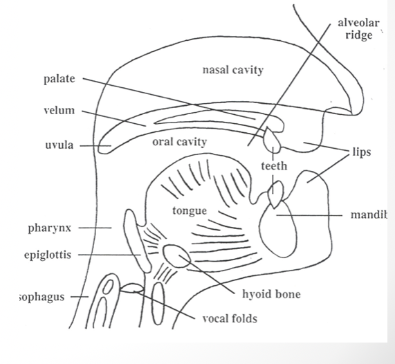 <p>(voice is generated by the vocal folds, routed thru the vocal tract where it’s shaped into the sounds of speech)</p><ul><li><p>Changes in the shape&nbsp;of the tongue, mandible, soft palate (&amp; other articulators) govern the <u>resonance characteristics</u> of the vocal tract</p></li><li><p><u>Resonances of the tract </u>determine <u>sound of given vowel</u></p></li></ul><p></p>