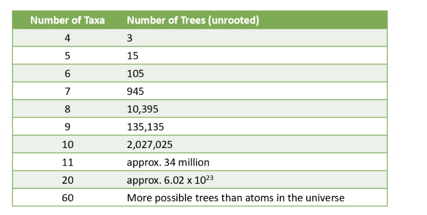 <ul><li><p>the more taxa that are compared —&gt; the more unrooted tree possibilities </p></li></ul><p></p>