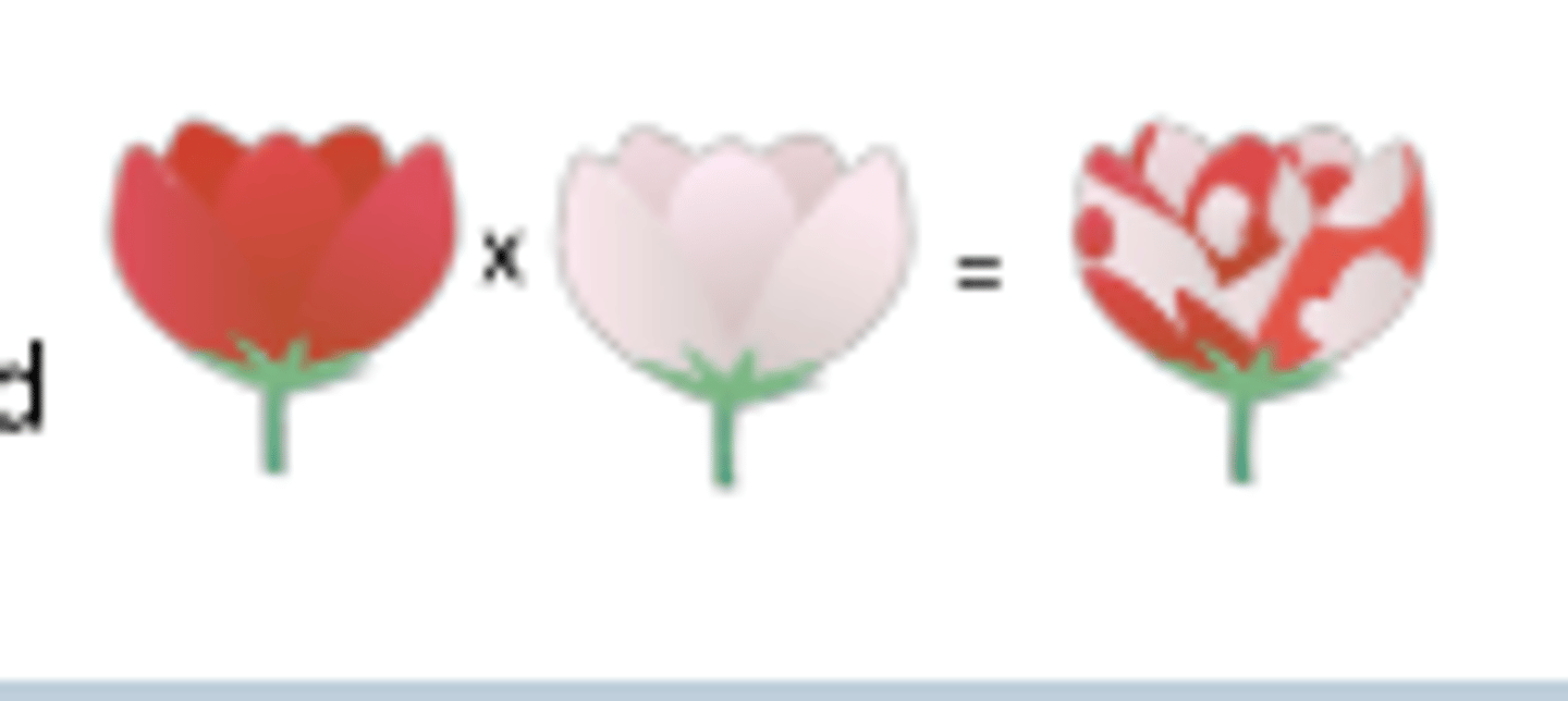 <p>: both alleles are</p><p>completely expressed</p><p>[e.g., (R Red) x (W White) = (RW Red</p><p>&amp; White speckled)]</p><p>x = x =Gametes from RrYy parent</p>