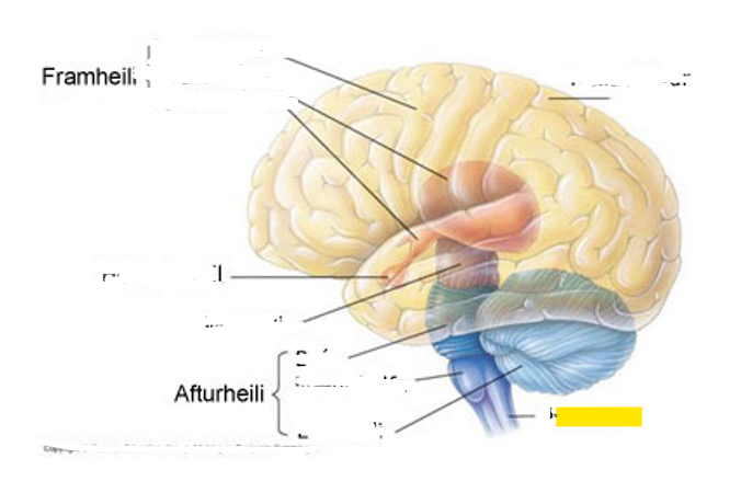 <p>Hvaða hlut i heilans er þetta?</p>