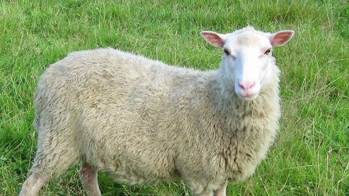 <p>Finnsheep</p>