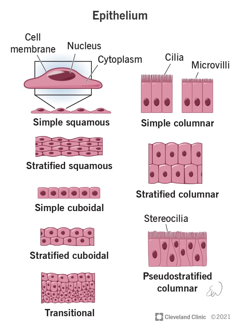 <p>Covers body surfaces and lines body cavities to form boundaries, protect, absorb, and filter; make up glands</p>