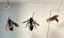 <p>Name the family</p><p></p><p></p>