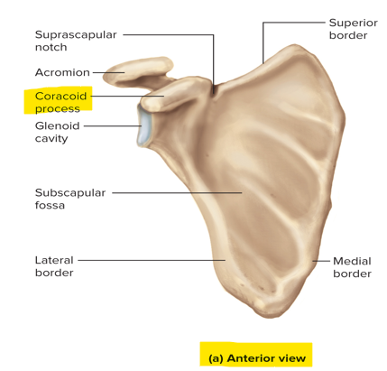 <p>Coracoid process </p>