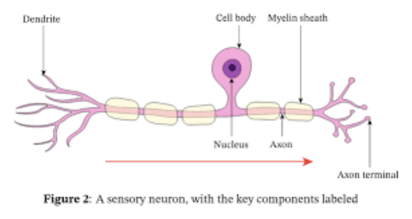 <p>Sensory Neurons </p>