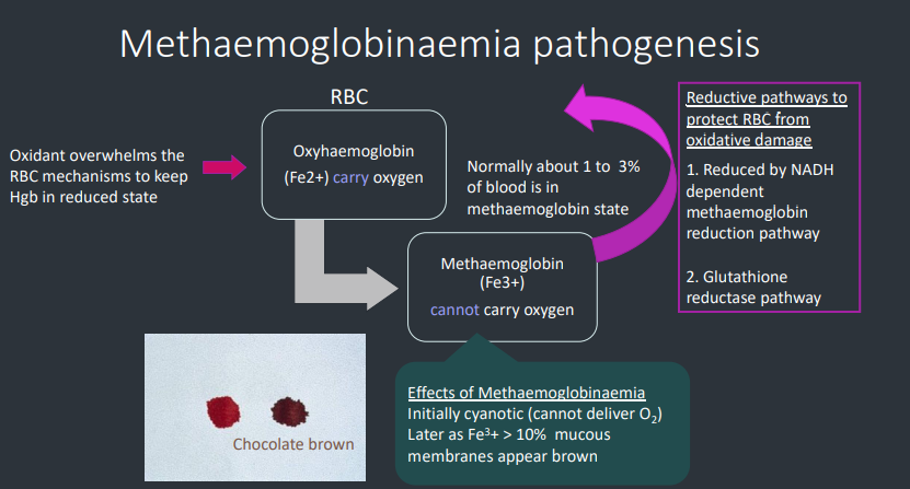 <ol><li><p>Oxidant overwhelms RBC mechanisms to keep Hgb in reduced state</p></li><li><p>RBC with oxyhaemoglobin (Fe2+) that carries oxygen becomes Methaemogobin (Fe3+) which can’t carry oxygen</p></li></ol><p></p>