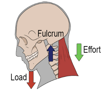 <p>Middle: Fulcrum</p><p>Advantage: Force and Distance</p><p>eg. scissors</p>
