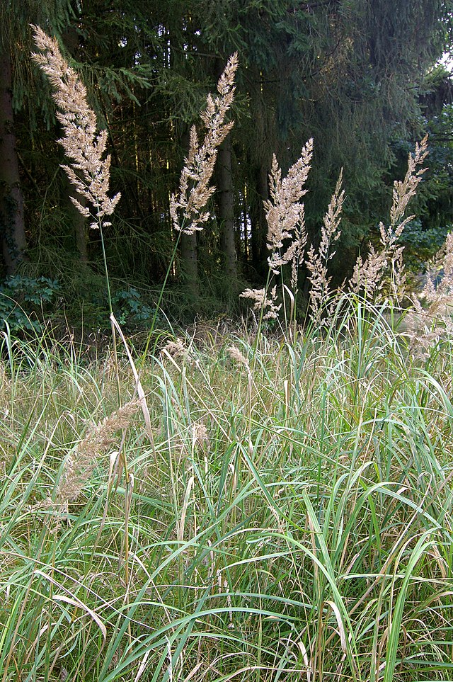 <p>Calamagrostis epigejos</p>