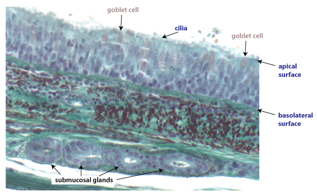 <p>the facing surface of the cell towards the <strong>lumen </strong>(white space), it can also be found right beneath cilia </p>