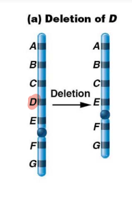 removal of one or multiple sections of chromosome.

\
Deletion loop forms (on non deleted chromosome) to conform to other chromosome during meiosis