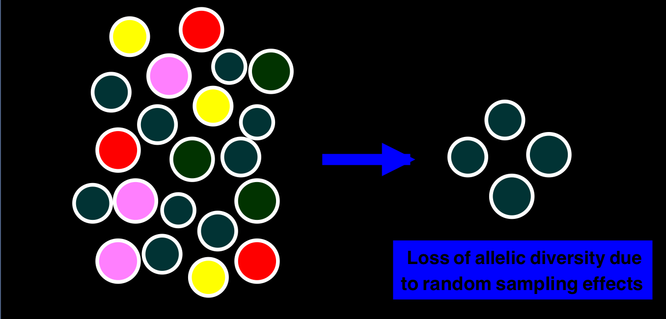 <p>when a few individuals become isolated from a large population and start a new population</p><ul><li><p>allele frequencies in the small founder population can be different from those in the larger parent population</p></li><li><p>can also result in loss of allelic diversity due to random sampling effects</p></li></ul><p></p>
