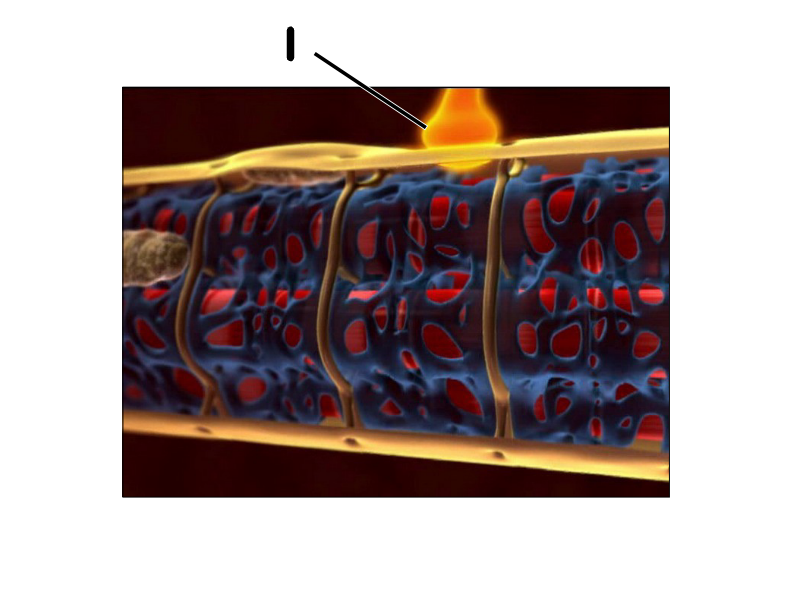 <p>Label the image </p>