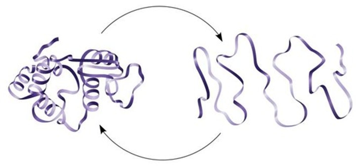<p>loss of their 3D shape, and stops functioning</p>